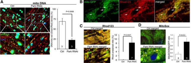 Cardiomyocyte mitochondrial dysfunction induced by Parkin suppression. (A) Merged confocal analysis of cardiomyocyte mitochondria nucleoids visualized using anti-DNA antibody (green) and cardiomyocyte-specific expression of Mito-DSRed (red). Nuclei visualized withDAPI (blue) were digitally masked and mitochondrial DNA content measured usingImageJ. Quantitative results are to the right. (B and C), Depolarization of structurally abnormal mitochondria assessed byrhodamine (Rhod) 123 staining. B, Separate tincΔ4-Gal4–drivenmito-GFP (green;left) andRhod123 (red;middle) and merged images (right) with representative depolarized (less red staining) mitochondria indicated with arrows. (C) Representative merged control and Parkin RNAimito-GFP/Rhod123 double-stained cardiomyocytes (left) and group quantitative data (right). Two of several depolarized mitochondria are indicated by arrows. (D) Representative merged control and Parkin RNAimito-GFP/MitoSoxdouble-stained cardiomyocytes (left) and group quantitative data (right). Three of several reactive oxygen species–producing mitochondria are indicated by arrows.