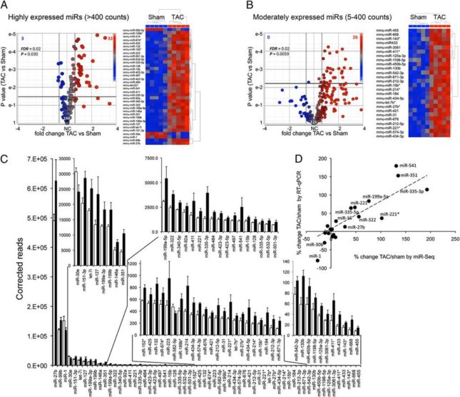 MicroRNA signature of active pressure-overload hypertrophy. (A and B) MicroRNA-Seq results for highly expressed (A) and moderately expressed (B) cardiac microRNAs. Volcano plots (Left) show fold-change TAC/sham vs. P value. Bold horizontal and vertical lines show threshold levels [±25% fold change and P value at false discovery rate (FDR) of 0.02]. Heat maps show unsupervised hierarchical clustering of normalized regulated microRNA sequence data; each column is a single mouse heart. (C) Quantitative levels for all 62 hypertrophy-regulated microRNAs. Sham (white) and TAC (black) are shown as reads per sample. Data are presented as mean ± SEM. (D) Correlation of early hypertrophy-induced changes in 21 representative microRNA levels assessed by miR-Seq vs. RT-qPCR. 