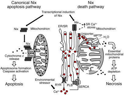 Mechanisms of Nix-mediated cell death