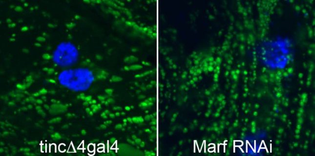 Flies were generated that express mitochondrial-localized GFP only in the heart, which is useful to assess mitochondrial morphology, distribution, and trafficking in isolated D. melanogaster heart tubes in short-term culture. Green GFP labels mitochondria, blue Hoechst dye labels nuclei.