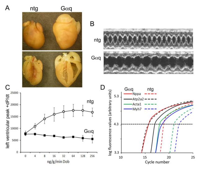 Gq mouse hearts exhibit contractile dysfunction and pathological gene expression. A. Cross sections of nontransgenic (ntg) and Gq transgenic mouse hearts. B. M-mode echocardiography showing normal size and contraction of ntg hearts, with increased left ventricular dimension and reduced contraction of Gq heart. C. Invasive hemodynamic ("heart cath") study showing normal contraction response to increasing doses of the ß1 adrenergic receptor agonist, dobutamine, but flat dobutamine response for Gq hearts. D. Real-time qPCR showing increased expression of atrial natriuretic factor (Nppa), skeletal actin (Acta1), and b-myosin heavy chain (Myh7) RNA, and decreased SERCA2a (Atp2a2) RNA, in Gq hearts, recapitulating the hallmark “fetal gene program” of pathological cardiac hypertrophy. 