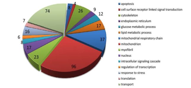 RNA sequencing of Gq hearts shows a pattern of altered gene expression, including apoptosis genes. Gene-ontology analysis of regulated genes in Gq transgenic hearts.