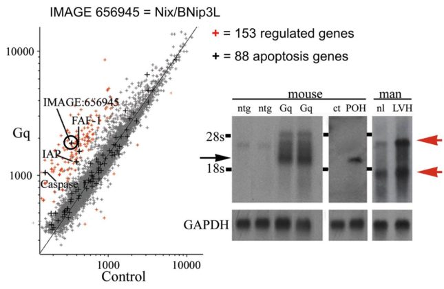 Identification of Nix/BNip3L as a regulated cell death gene in Gq hearts. Left panel, microarray analysis comparing Gq and nontransgenic gene expression. Circle indicates Nix/BNip3L. Right panel, northern blot analysis showing increased expression of multiple Nix/BNip3L transcripts in Gq and pressure overloaded (POH) mouse hearts and in human hypertensive heart (LVH).